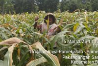 Jumahra (55) petani desa Pakandangan Sangrah, Kecamatan Bluto